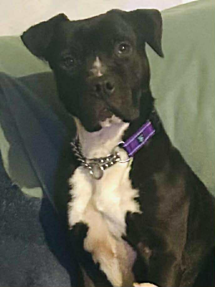 Shadow , ADOPTABLE, Adult Male Pit Bull Terrier.