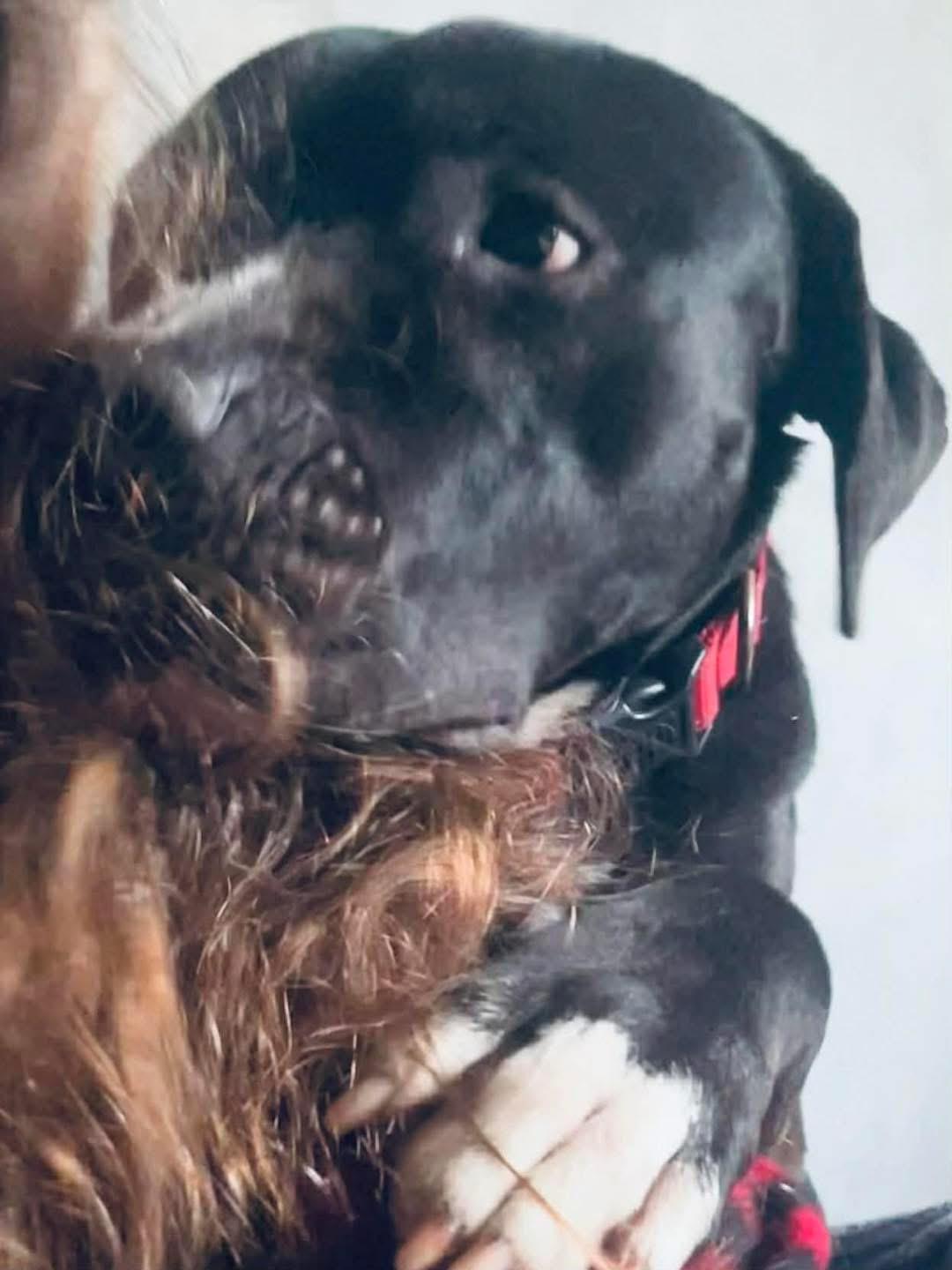 Enlarge Shadow , a ADOPTABLE mixed breed in Eugene, OR image 1/3