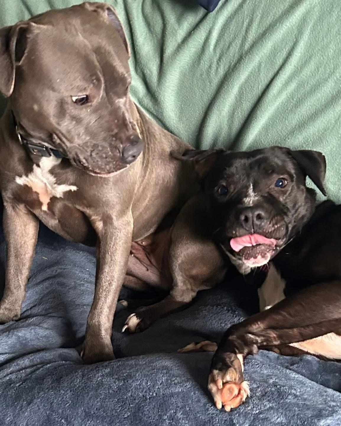 Enlarge Shadow , a ADOPTABLE mixed breed in Eugene, OR image 3/3