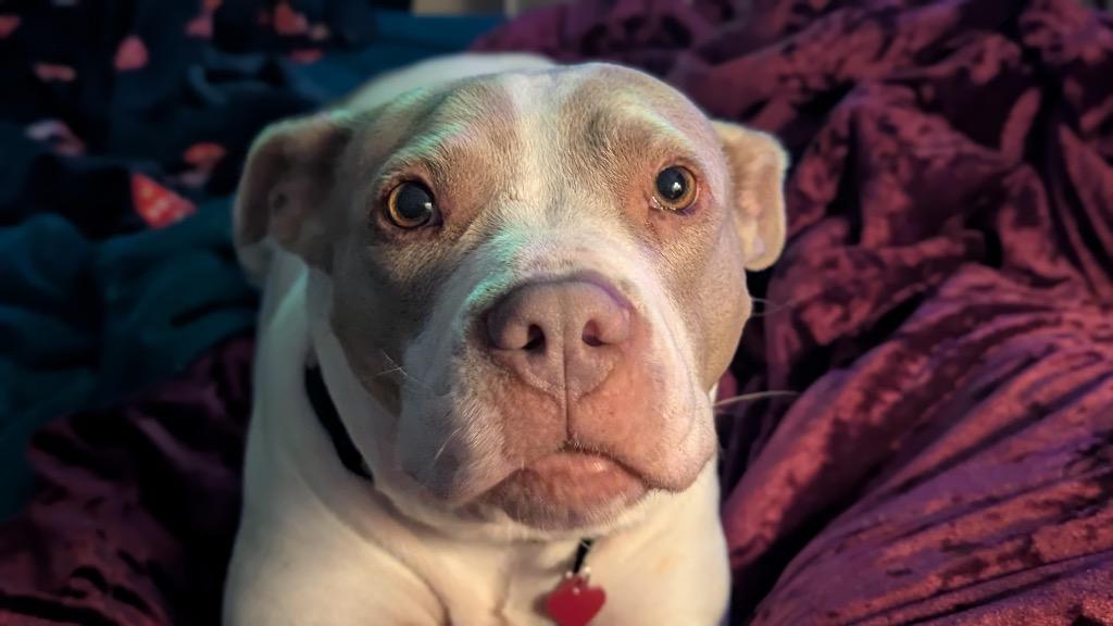 Enlarge Chloroplast, a Adoptable mixed breed in Detroit, MI image 1/6