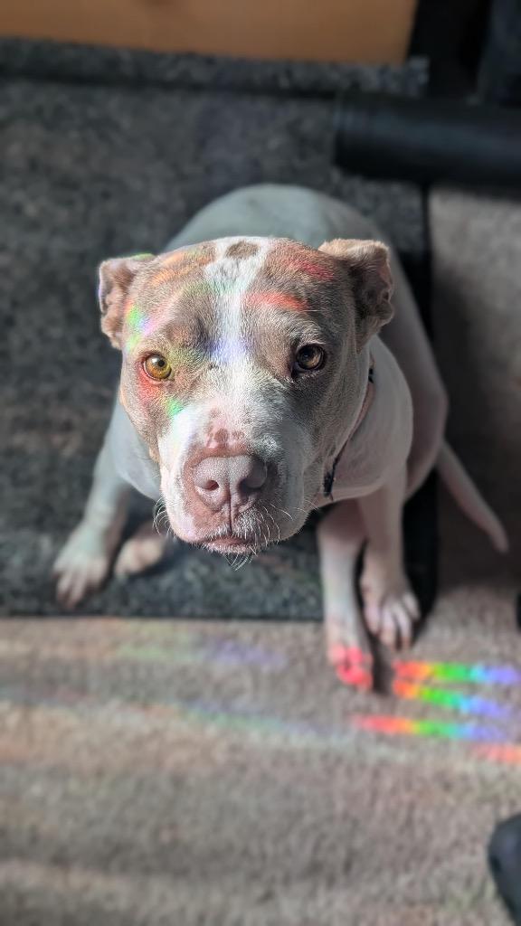 Enlarge Chloroplast, a Adoptable mixed breed in Detroit, MI image 2/6