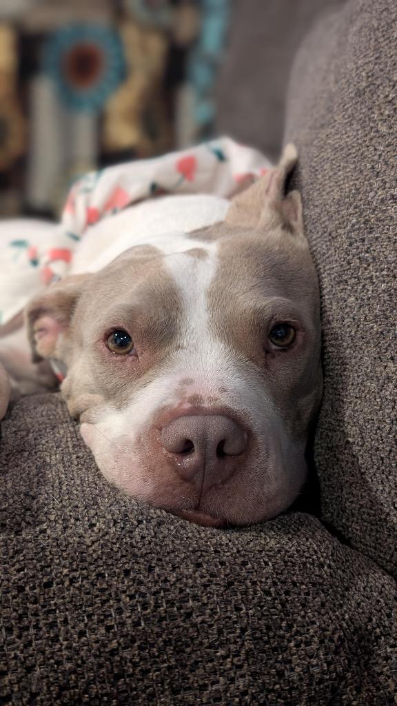 Enlarge Chloroplast, a Adoptable mixed breed in Detroit, MI image 3/6