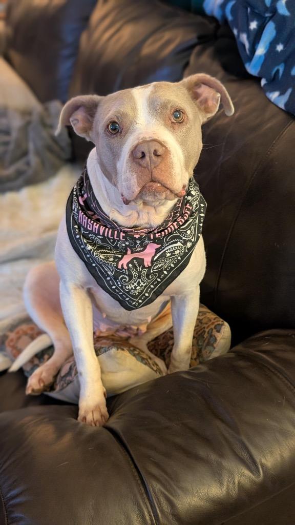 Enlarge Chloroplast, a Adoptable mixed breed in Detroit, MI image 4/6