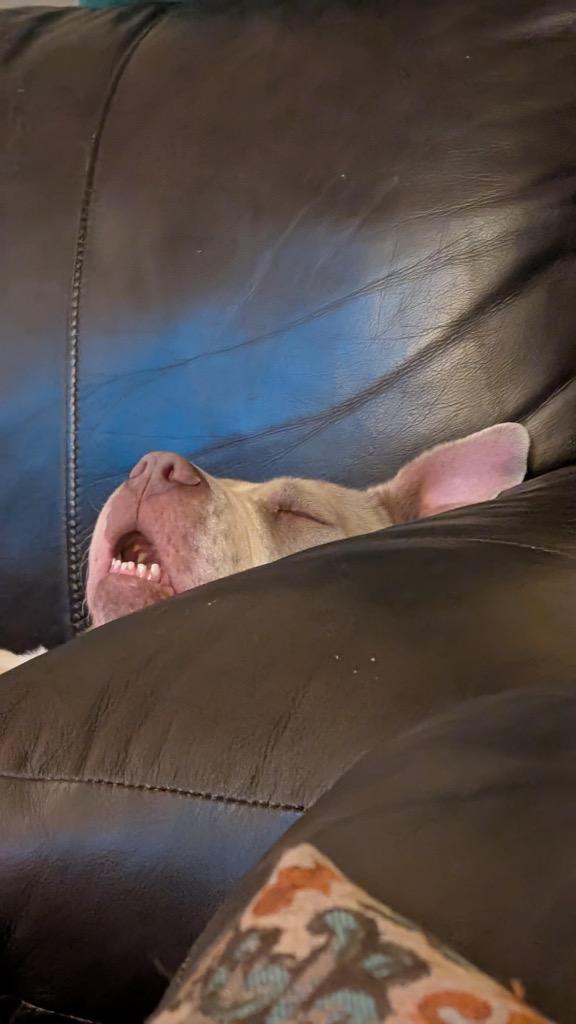 Enlarge Chloroplast, a Adoptable mixed breed in Detroit, MI image 5/6