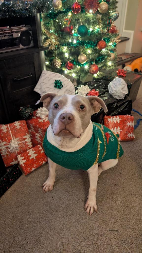 Enlarge Chloroplast, a Adoptable mixed breed in Detroit, MI image 6/6