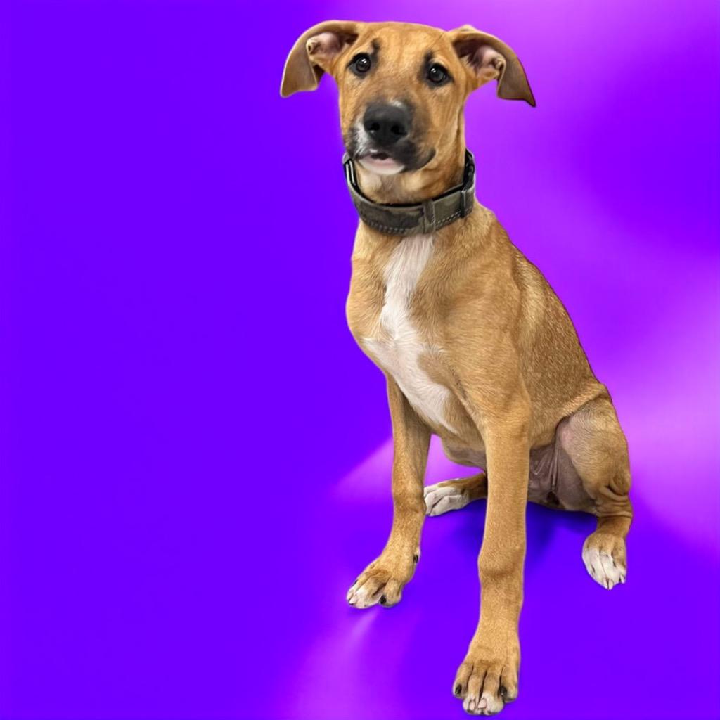 Little Ann (Nezzi), Adoptable, Young Female Black Mouth Cur.