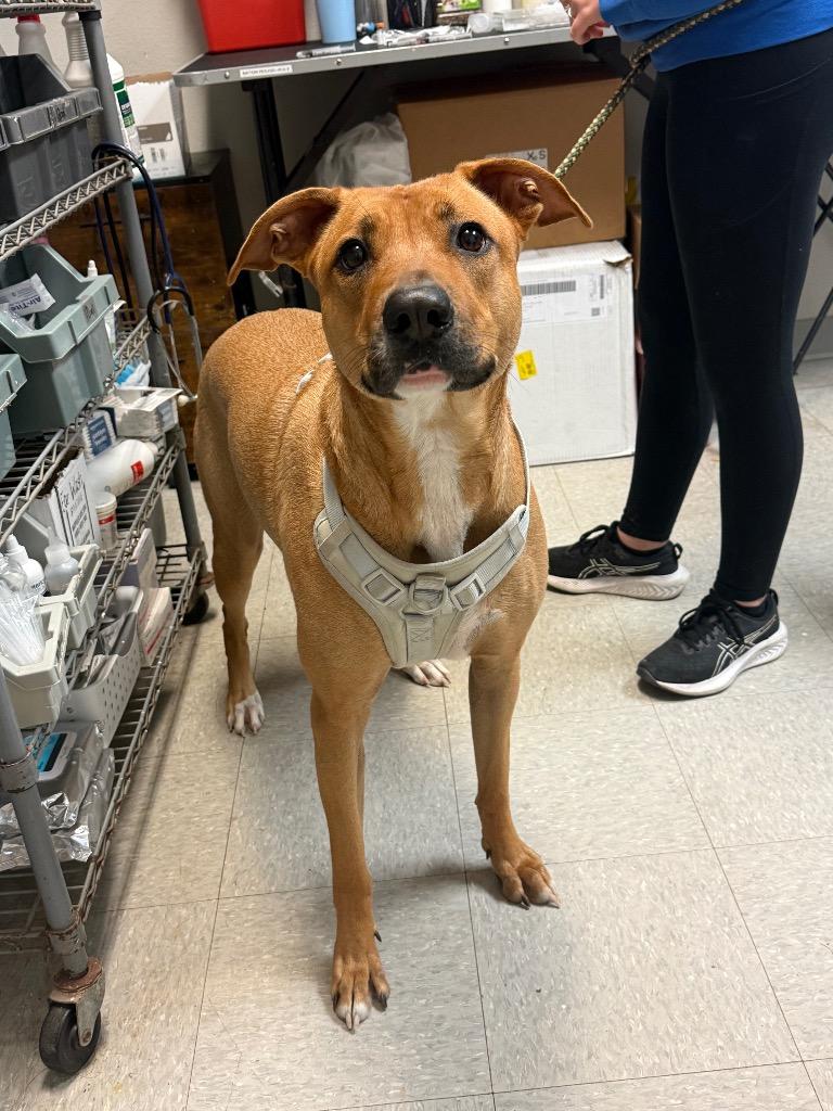 Enlarge Little Ann (Nezzi), a Adoptable Black Mouth Cur in Sorrento, LA image 2/4
