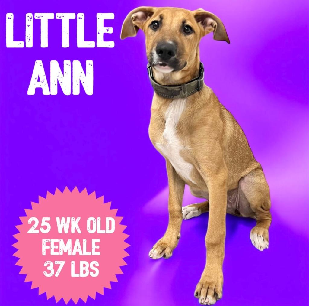 Enlarge Little Ann (Nezzi), a Adoptable Black Mouth Cur in Sorrento, LA image 3/4