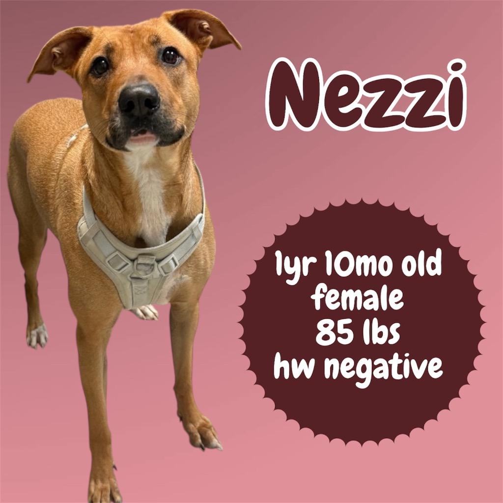 Enlarge Little Ann (Nezzi), a Adoptable Black Mouth Cur in Sorrento, LA image 4/4