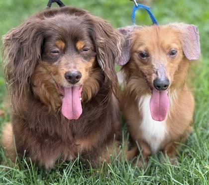 Enlarge Chester, a Adoptable Dachshund in Malvern, PA image 2/3
