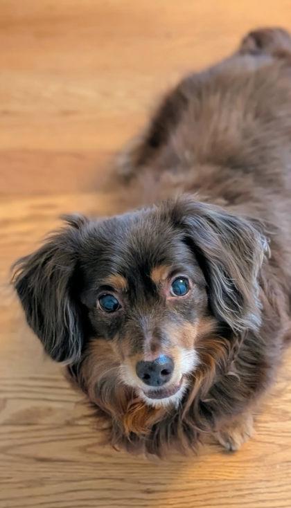 Enlarge Chester, a Adoptable Dachshund in Malvern, PA image 3/3