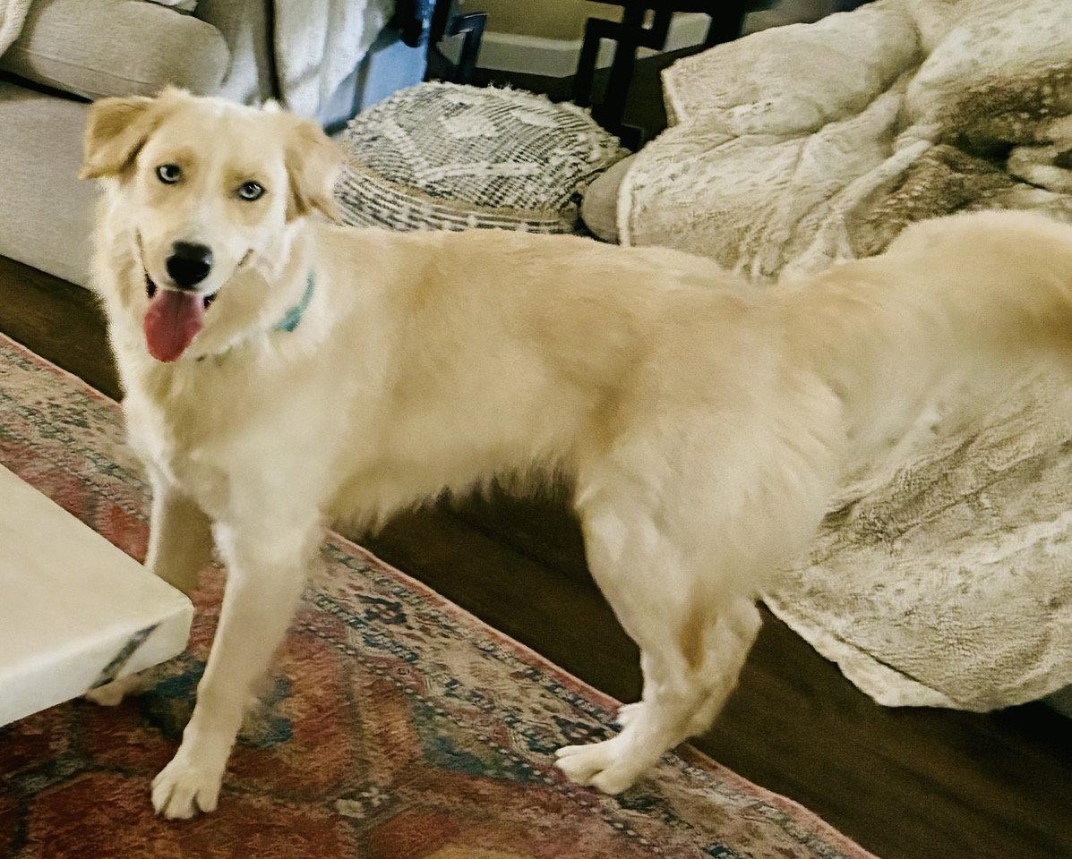 Hilo, a Adopted mixed breed in Glendale, AZ image 2/3
