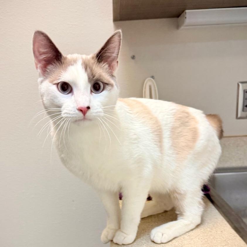 Enlarge Odin, a Adoptable mixed breed in Great Falls, MT image 1/3