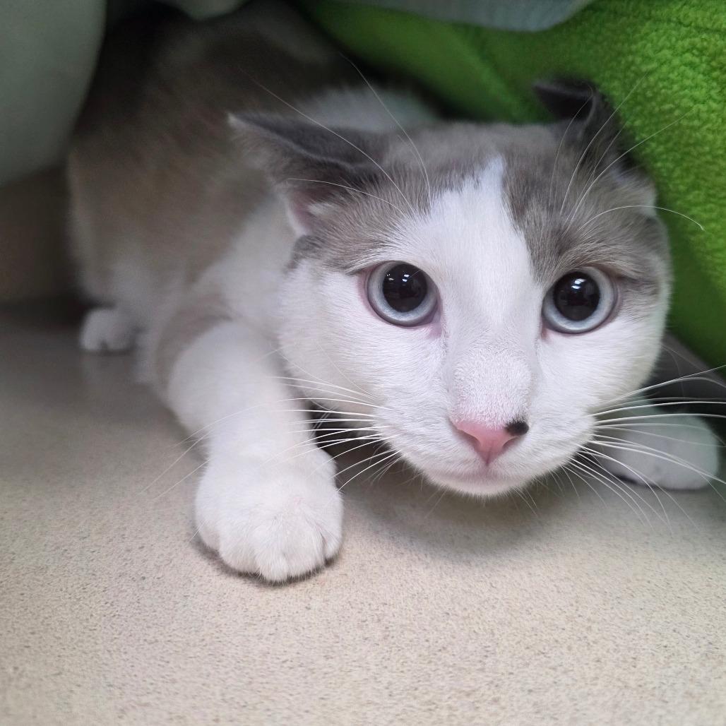 Enlarge Odin, a Adoptable mixed breed in Great Falls, MT image 2/3