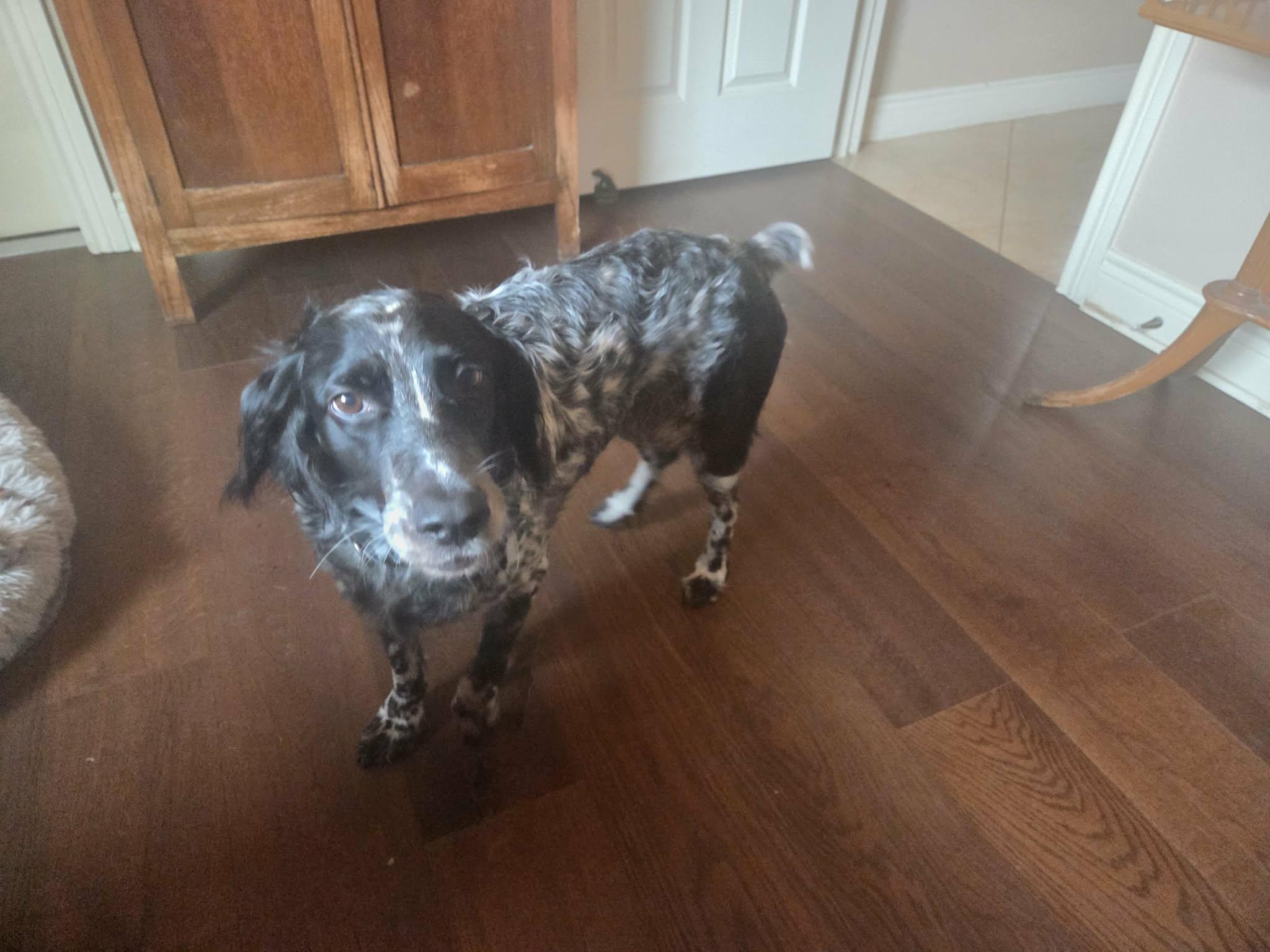 Enlarge Bizzie, a ADOPTABLE English Setter in Boerne, TX image 5/5