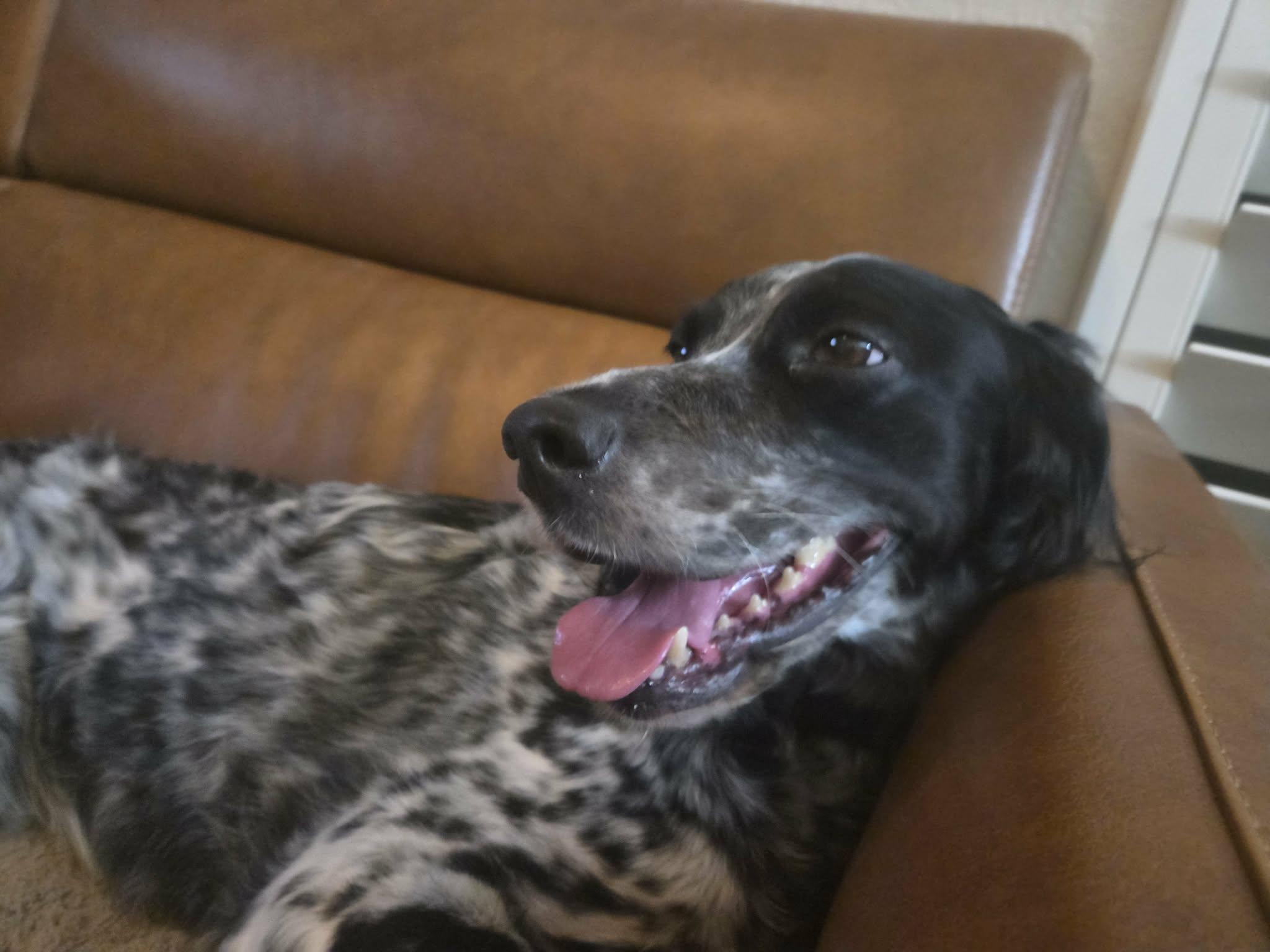 Enlarge Bizzie, a ADOPTABLE English Setter in Boerne, TX image 4/5