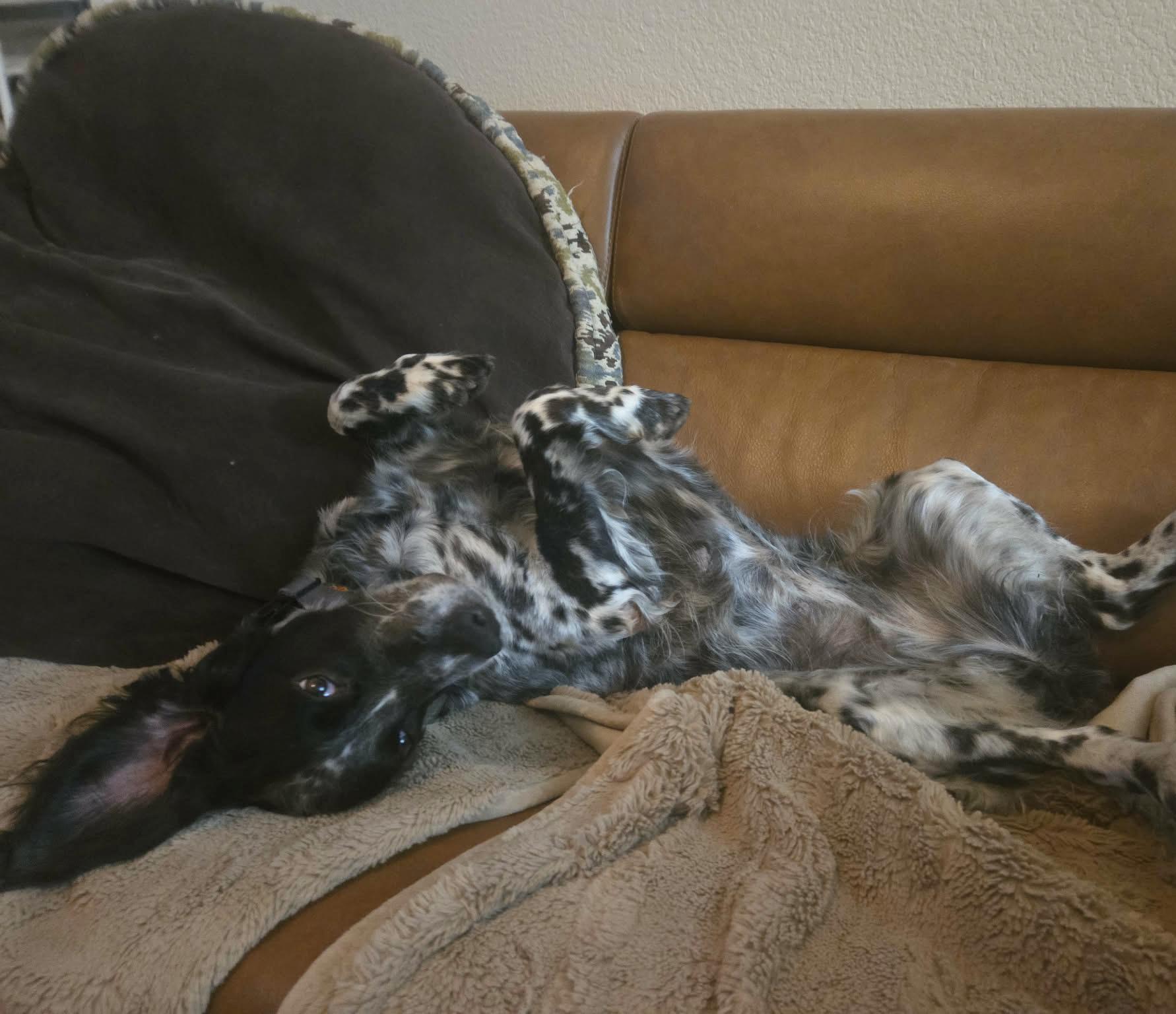 Enlarge Bizzie, a ADOPTABLE English Setter in Boerne, TX image 3/5