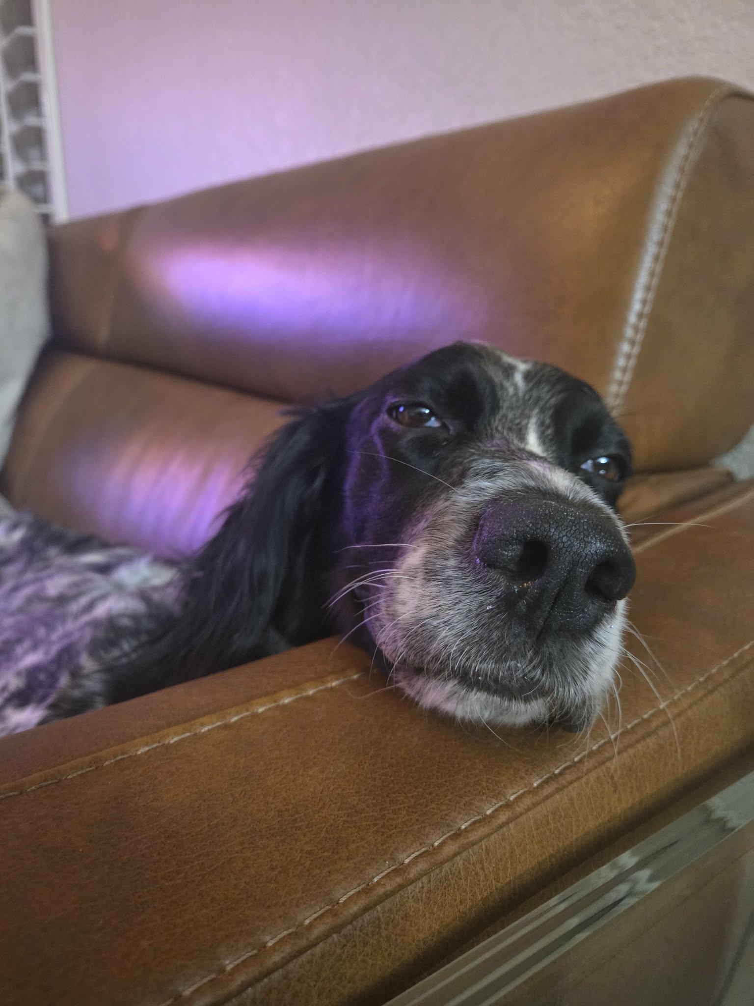 Enlarge Bizzie, a ADOPTABLE English Setter in Boerne, TX image 2/5