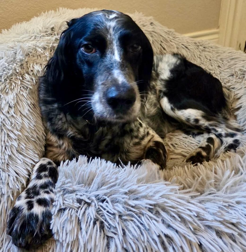 Enlarge Bizzie, a ADOPTABLE English Setter in Boerne, TX image 1/5