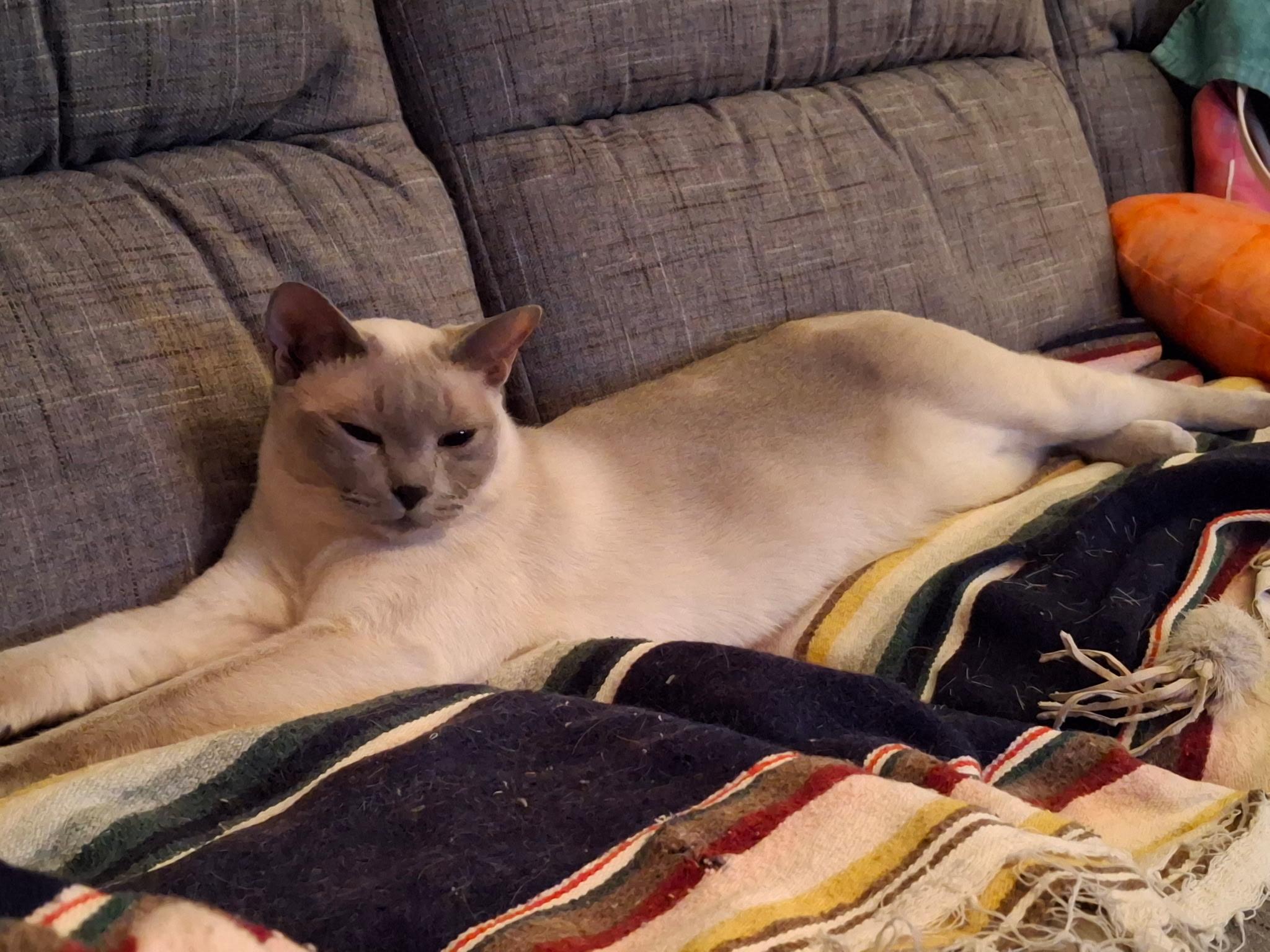 Vieno Lobo, a Adoptable Tonkinese in Sterling Heights, MI image 2/5
