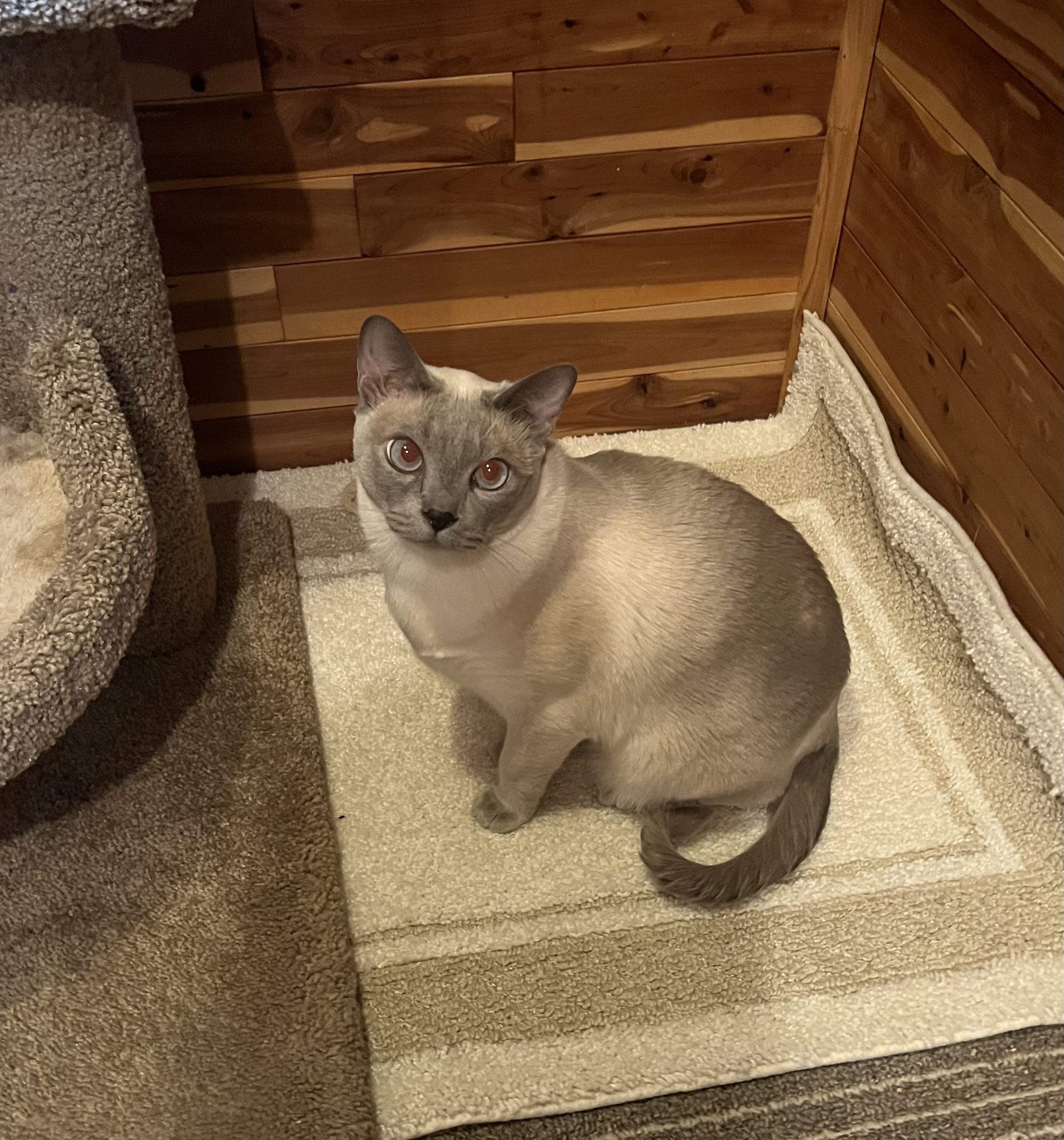Vieno Lobo, a Adoptable Tonkinese in Sterling Heights, MI image 5/5