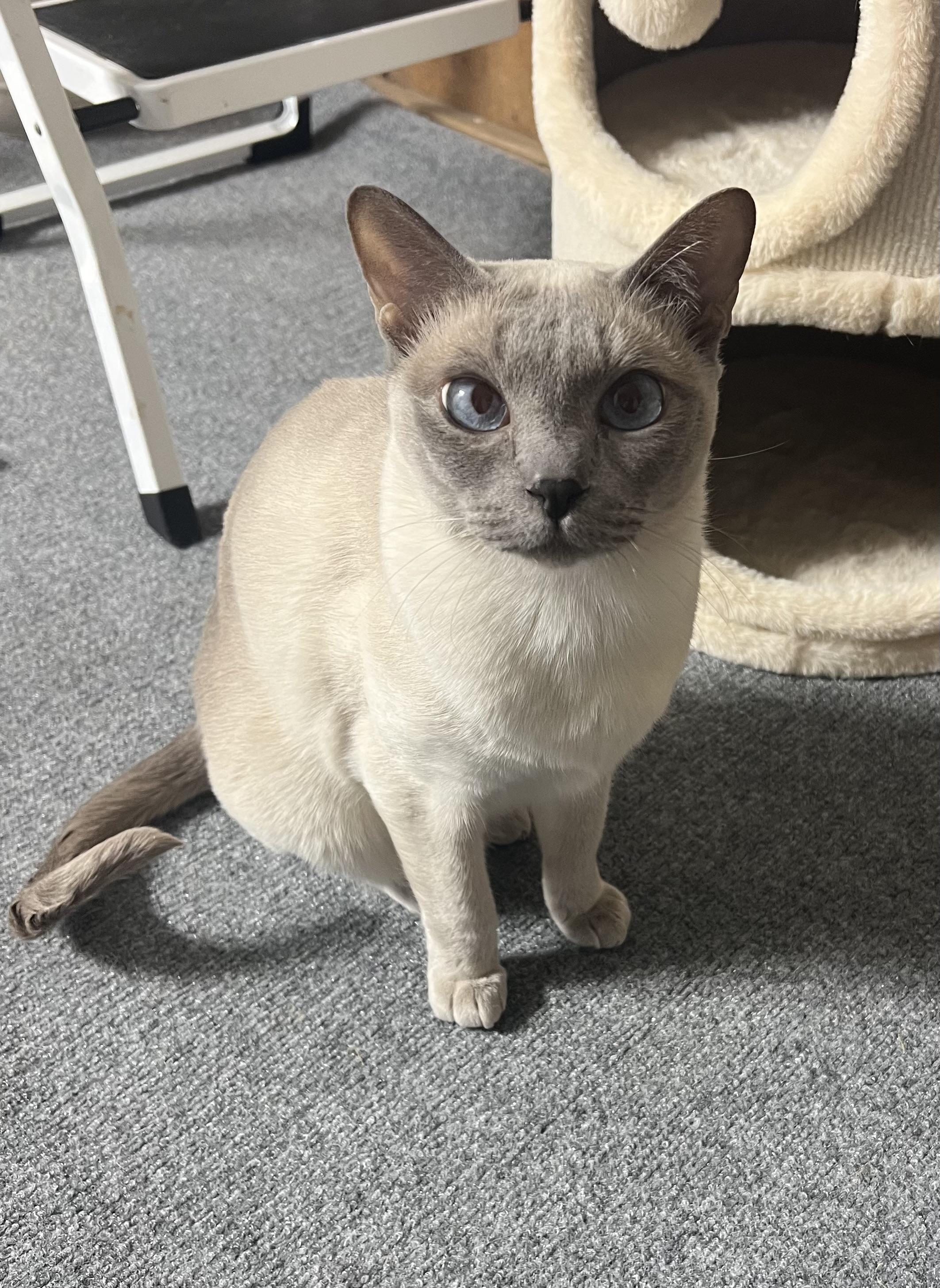 Vieno Lobo, Adoptable, Adult Male Tonkinese.