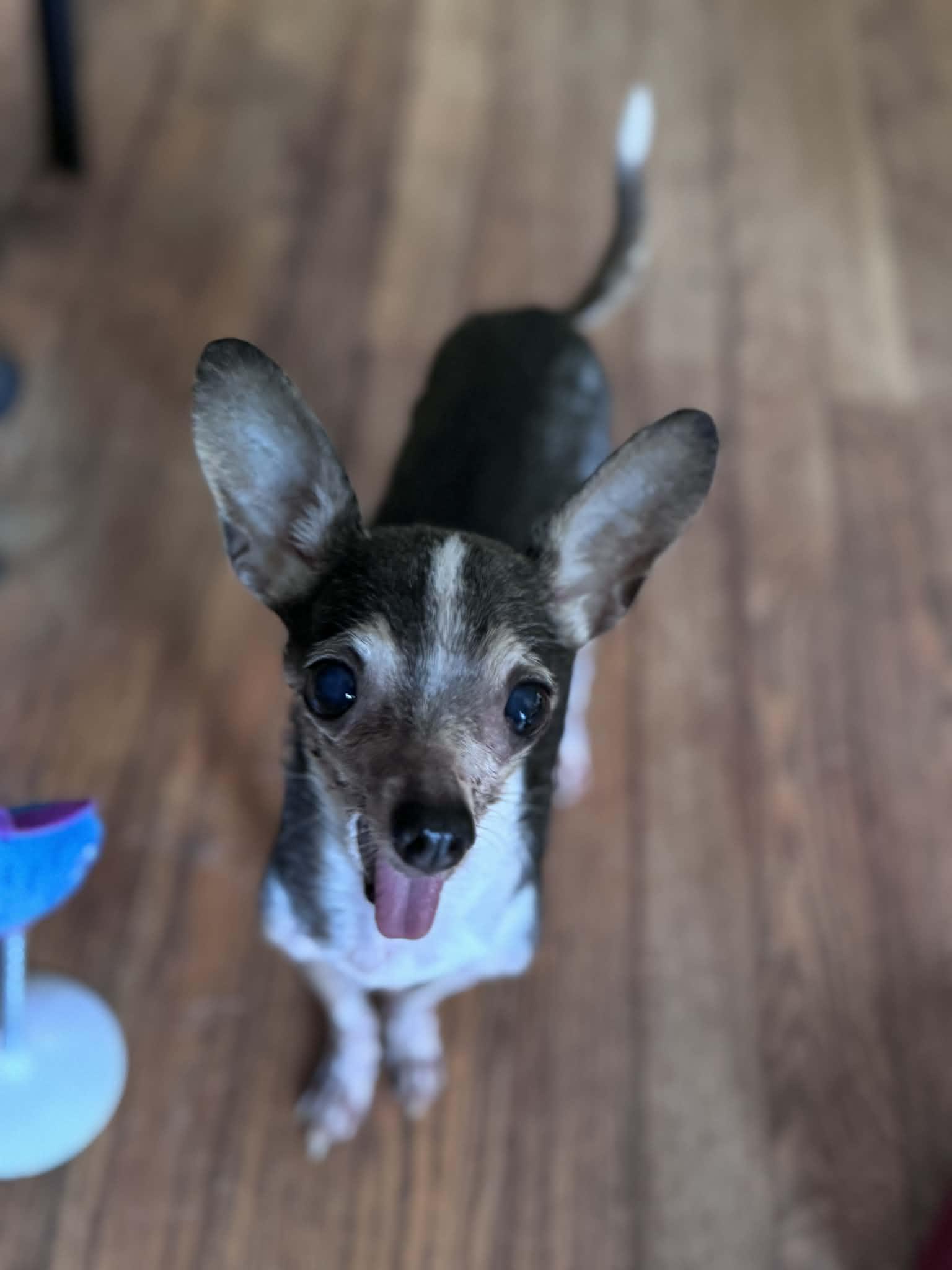Legolas, Adoptable, Senior Male Chihuahua.