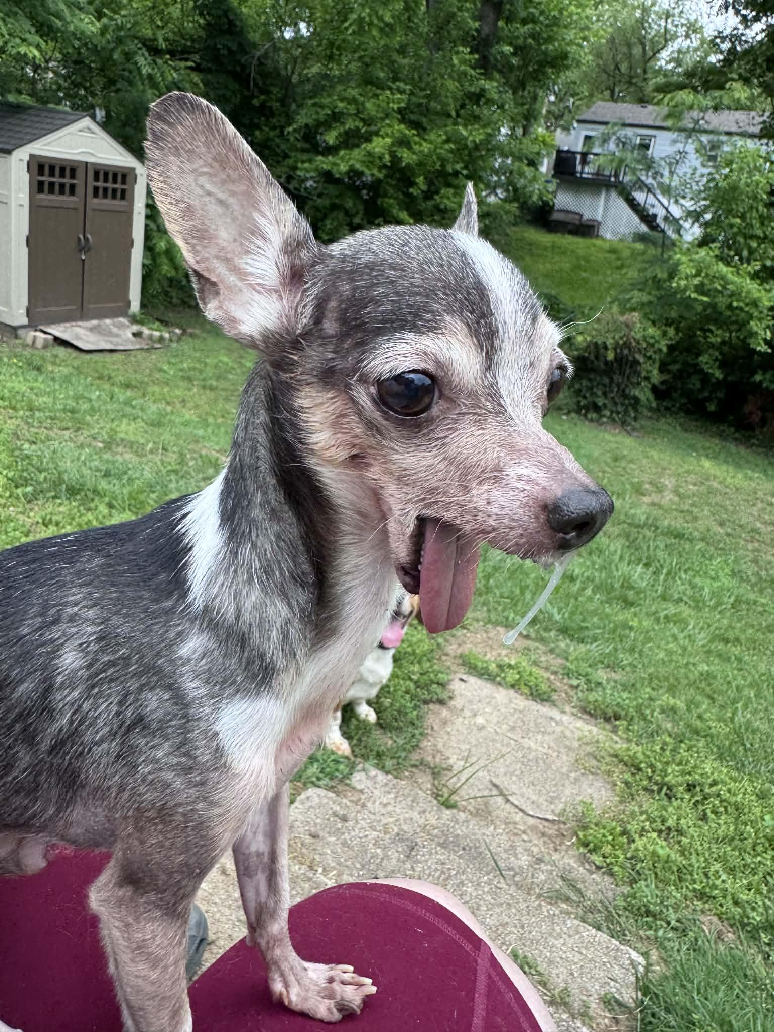 Enlarge Legolas, a Adoptable Chihuahua in O'Fallon, MO image 2/2