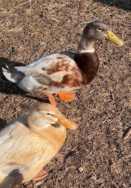 Enlarge Peanut, Butter, & Jelly, a ADOPTABLE Duck in Nashville, TN image 2/5
