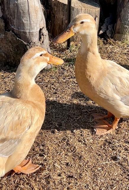 Enlarge Peanut, Butter, & Jelly, a ADOPTABLE Duck in Nashville, TN image 5/5