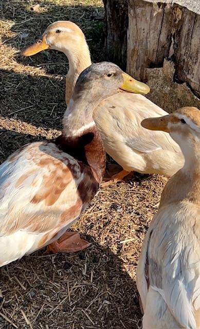 Enlarge Peanut, Butter, & Jelly, a ADOPTABLE Duck in Nashville, TN image 3/5