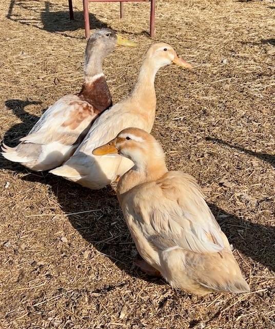 Peanut, Butter, & Jelly, ADOPTABLE, Adult Female Duck.
