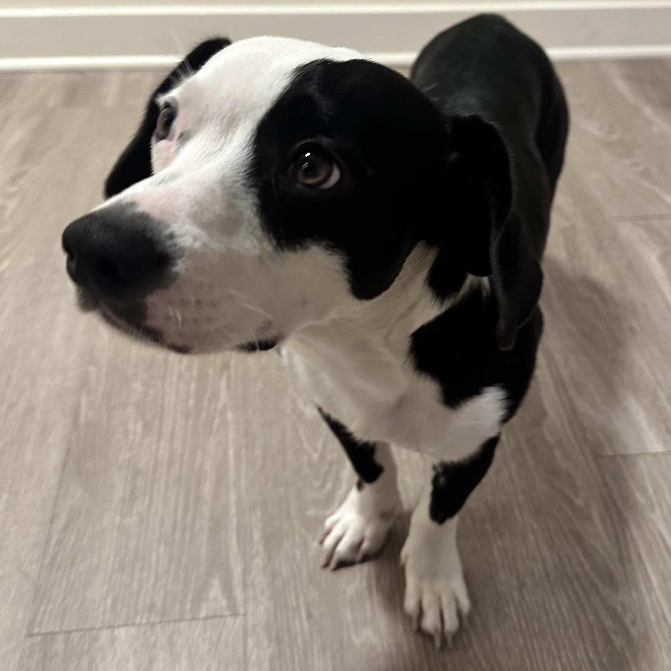 Domino, an adopted mixed breed in Tallahassee, FL image 1/4