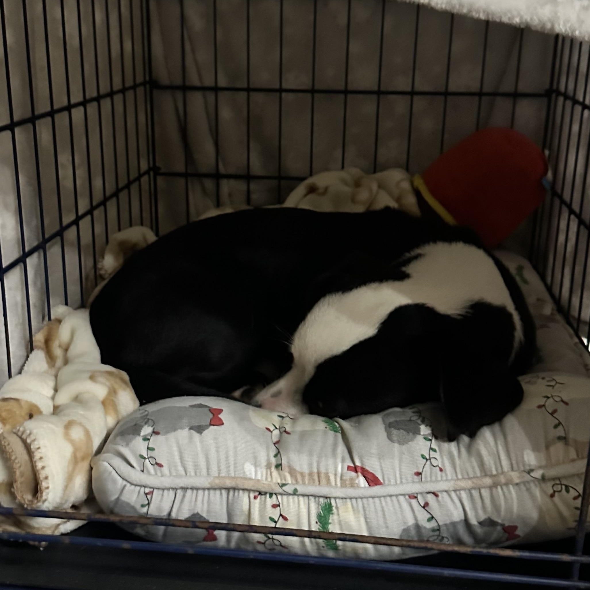 Domino, an adopted mixed breed in Tallahassee, FL image 3/4