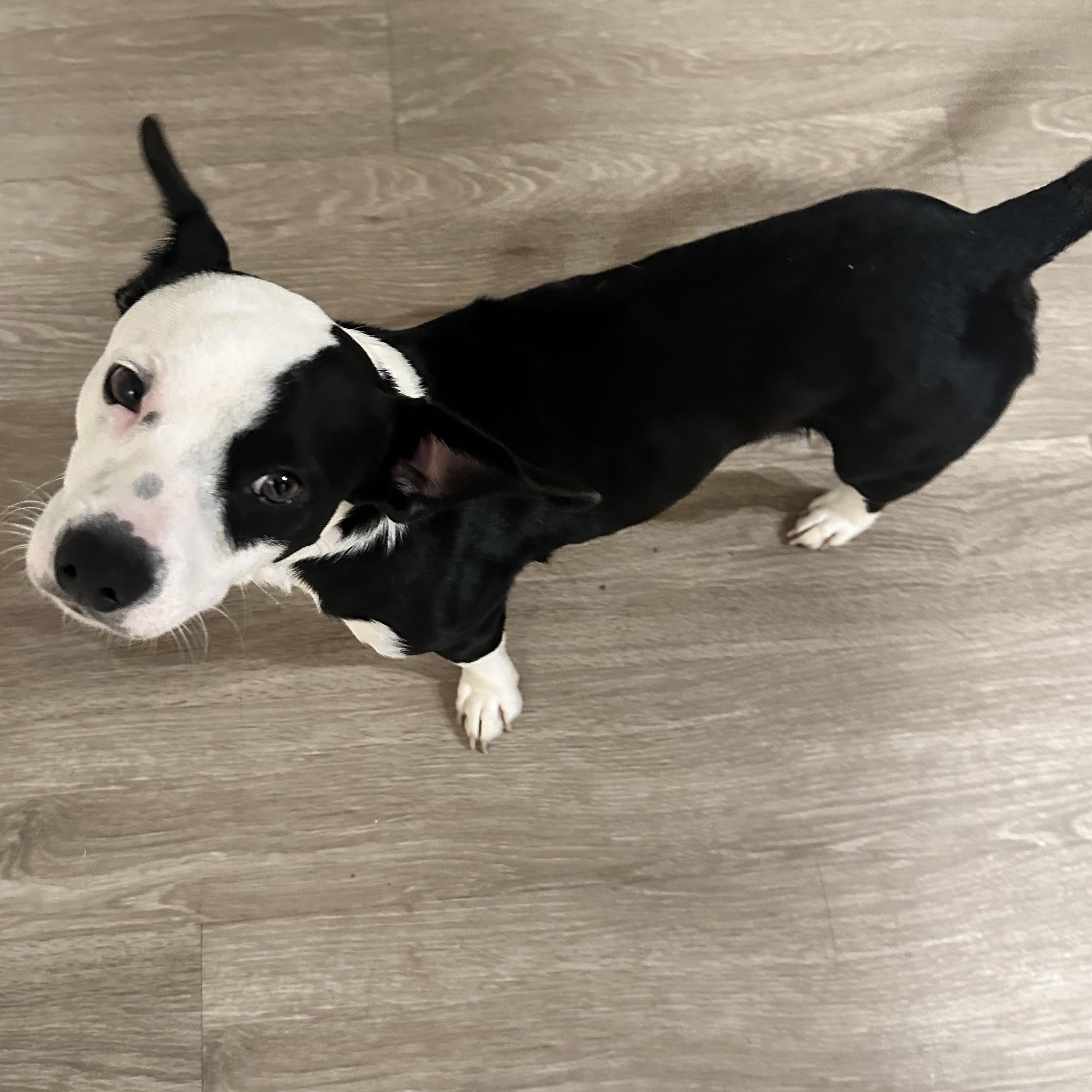 Domino, an adopted mixed breed in Tallahassee, FL image 4/4