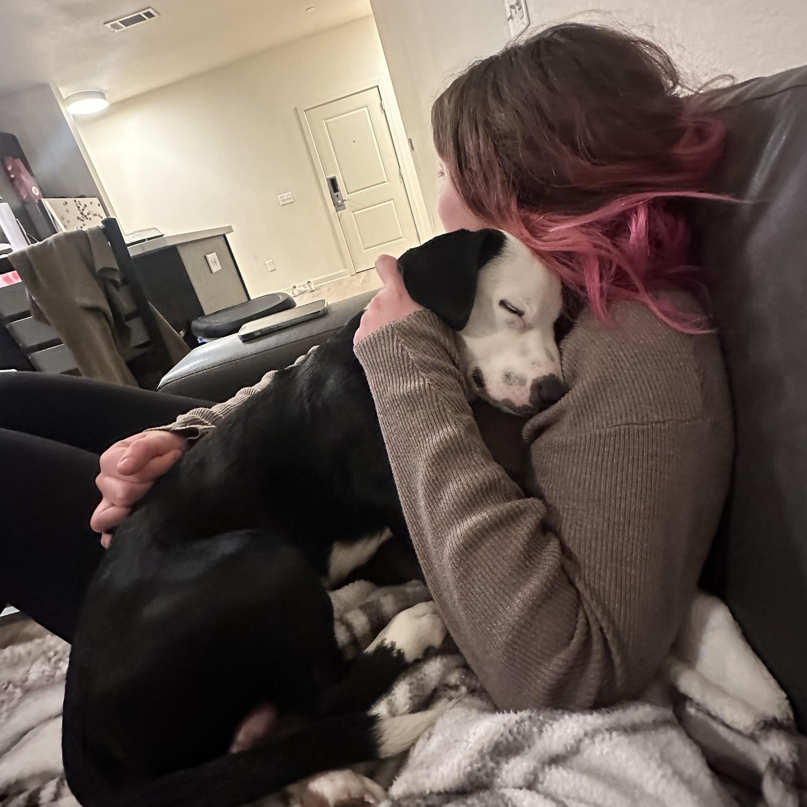 Domino, an adopted mixed breed in Tallahassee, FL image 2/4