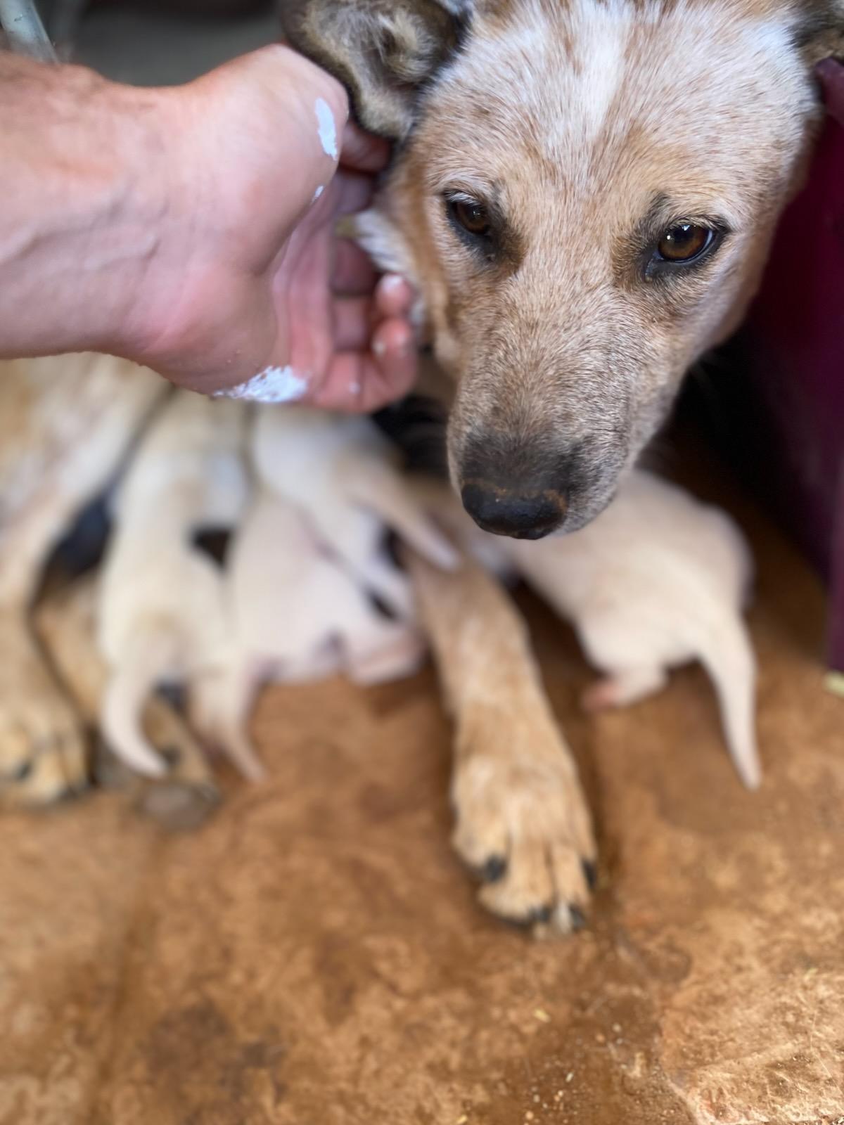 Australian Cattle Dog / Blue Heeler mix Puppy 3, rescued from desert, Adoptable, Puppy Female Australian Cattle Dog / Blue Heeler.