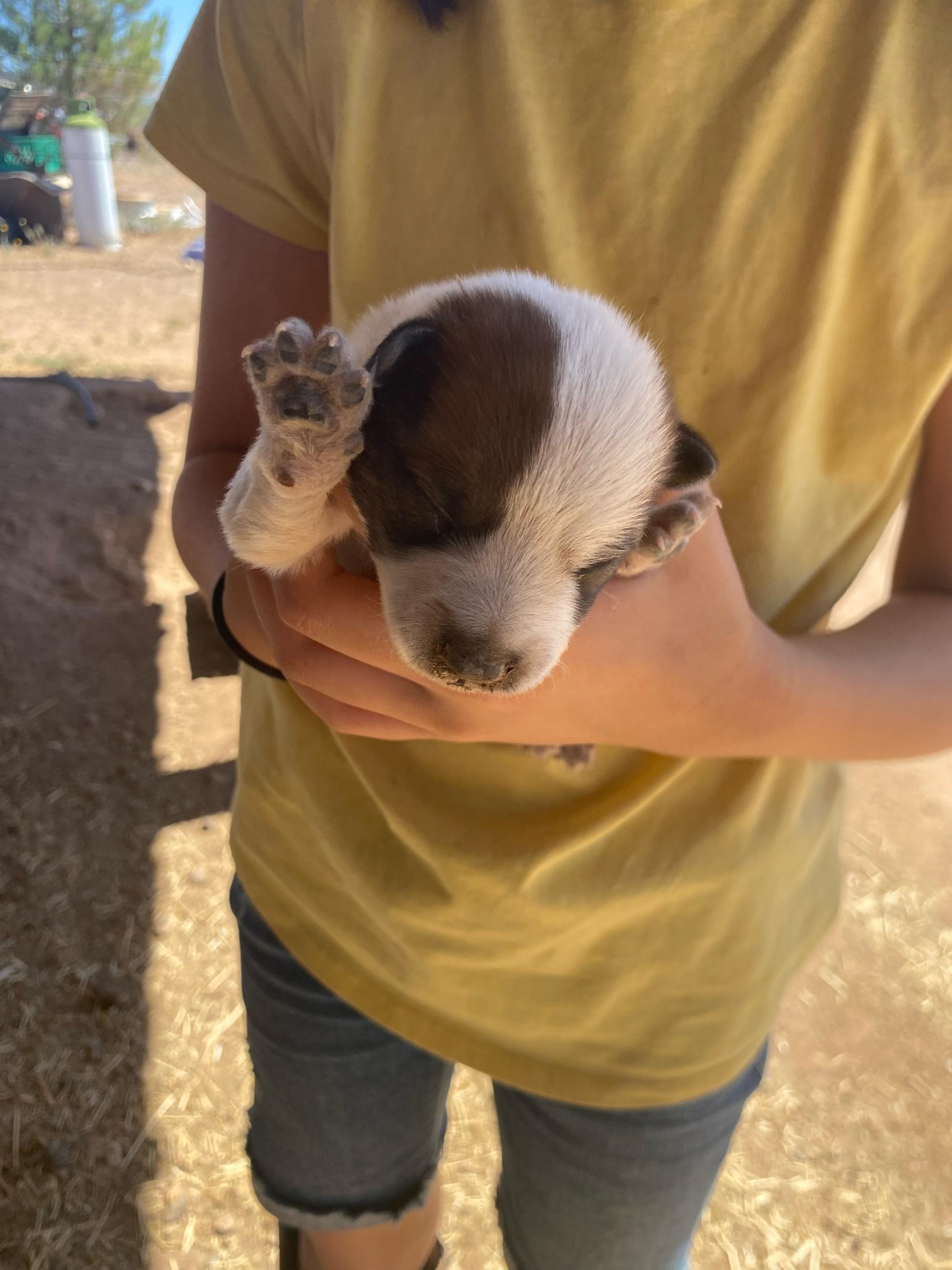 Enlarge Australian Cattle Dog / Blue Heeler mix Puppy 3, rescued from desert [Boy, Brown Spots], a Adoptable mixed breed in Sierra Vista, AZ image 1/6