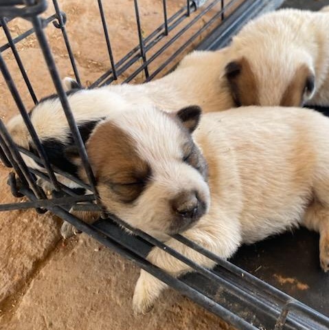 Enlarge Australian Cattle Dog / Blue Heeler mix Puppy 3, rescued from desert [Boy, Brown Spots], a Adoptable mixed breed in Sierra Vista, AZ image 2/6