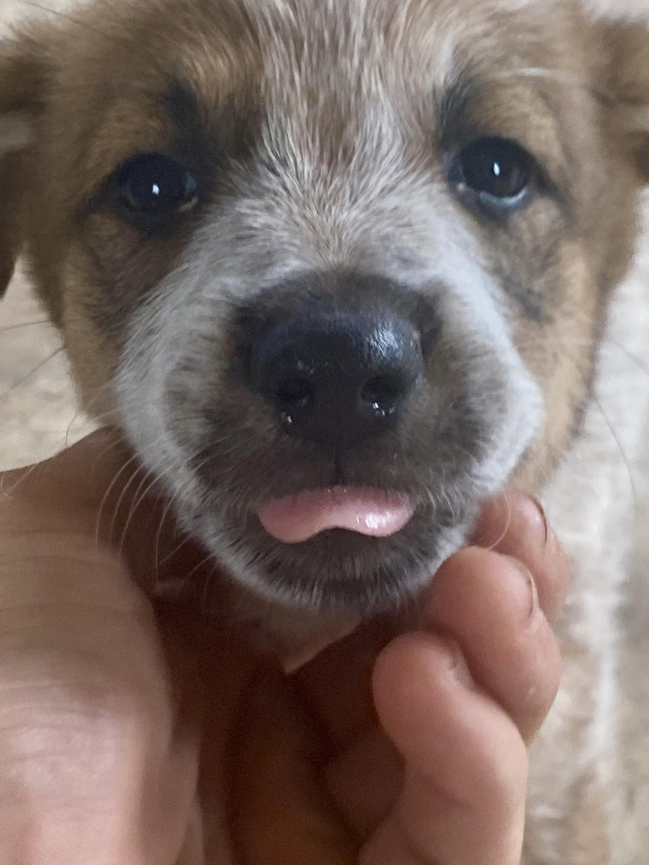 Baby Spot, 7 week old Australian Cattle Dog / Blue Heeler mix, rescued from desert, a Adoptable mixed breed in Sierra Vista, AZ image 1/6