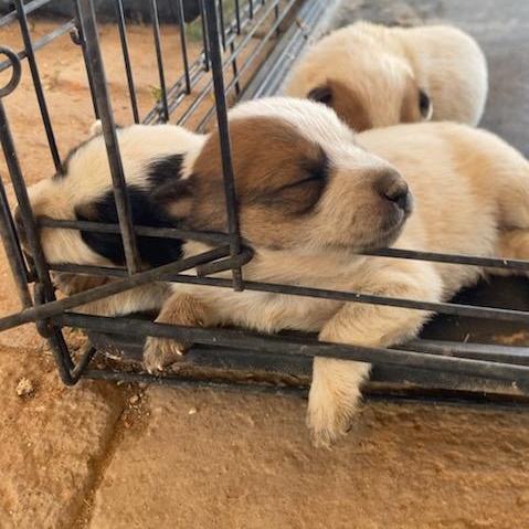 Enlarge Australian Cattle Dog / Blue Heeler mix Puppy 3, rescued from desert [Boy, Brown Spots], a Adoptable mixed breed in Sierra Vista, AZ image 3/6