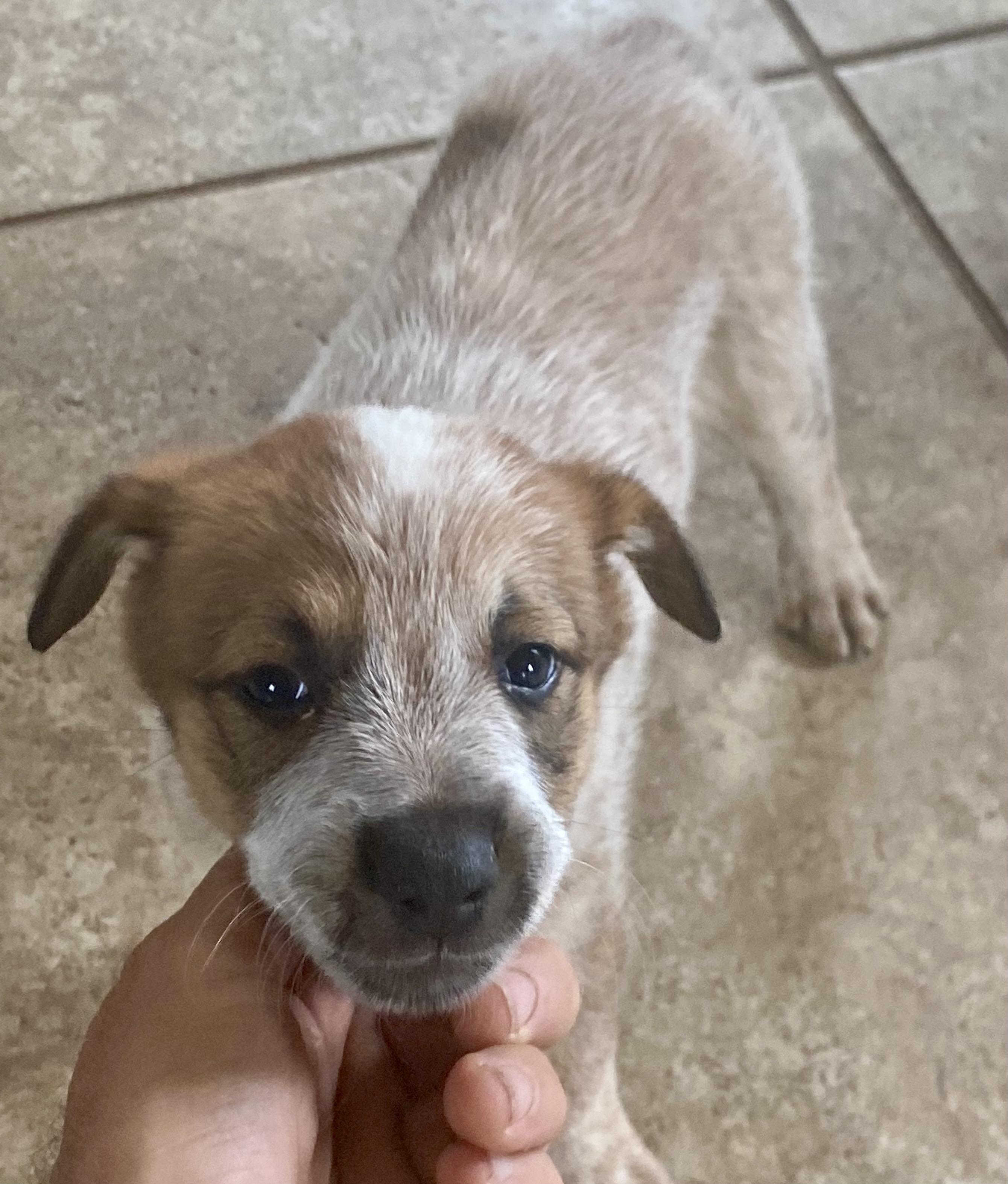 Baby Spot, 7 week old Australian Cattle Dog / Blue Heeler mix, rescued from desert, a Adoptable mixed breed in Sierra Vista, AZ image 2/6