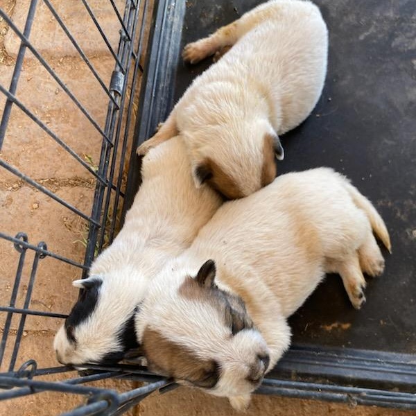 Enlarge Australian Cattle Dog / Blue Heeler mix Puppy 3, rescued from desert [Boy, Brown Spots], a Adoptable mixed breed in Sierra Vista, AZ image 4/6