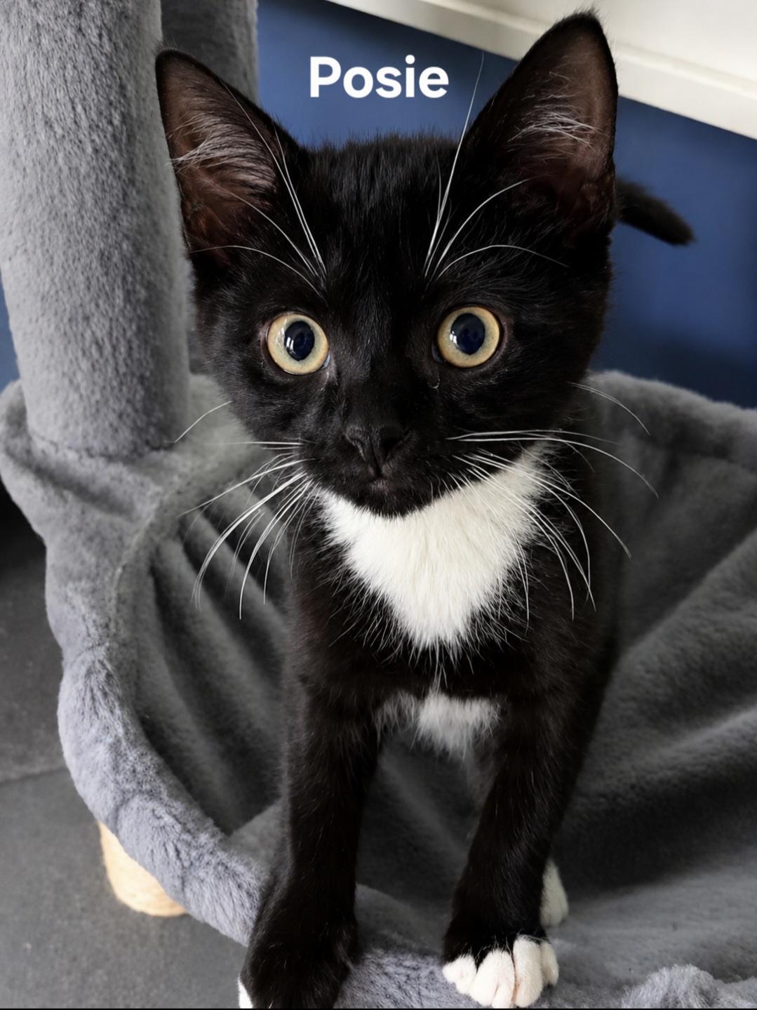 Ivy & Posey, a ADOPTABLE Domestic Short Hair in Chicopee, MA image 2/3