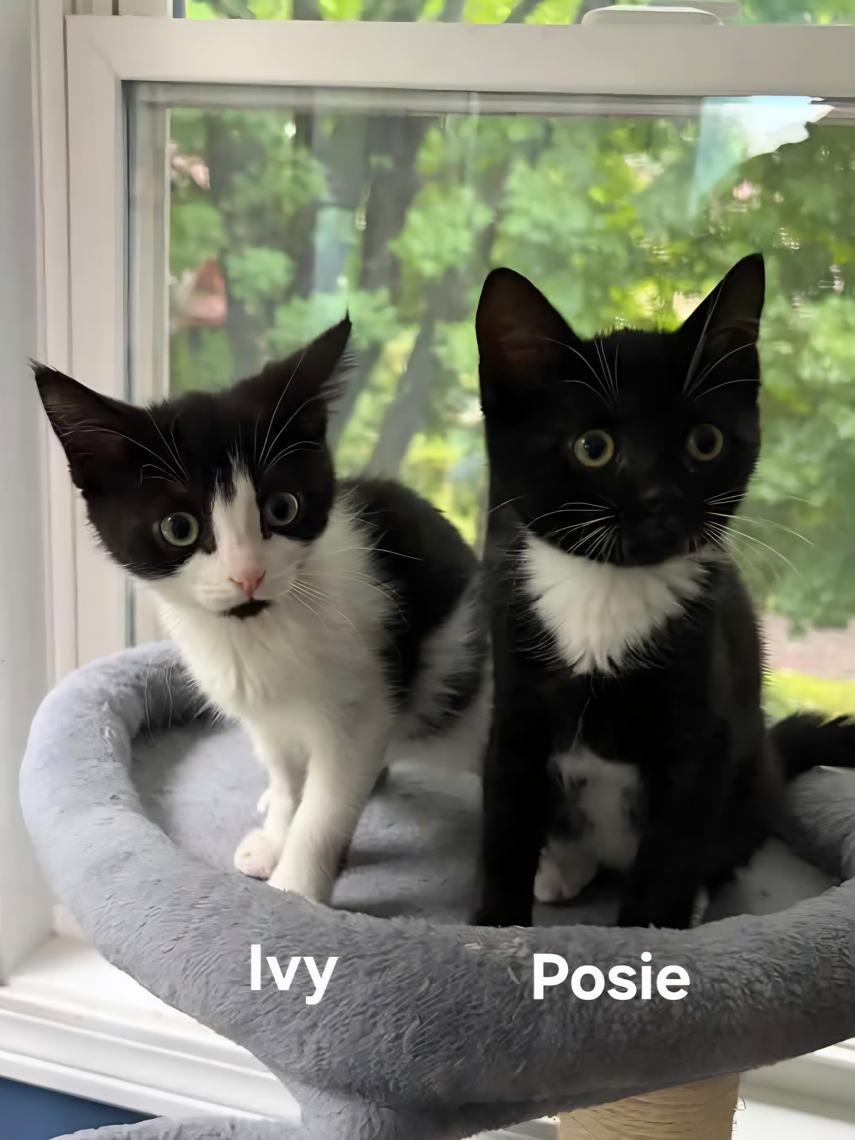 Ivy & Posey, ADOPTABLE, Kitten Female Domestic Short Hair.