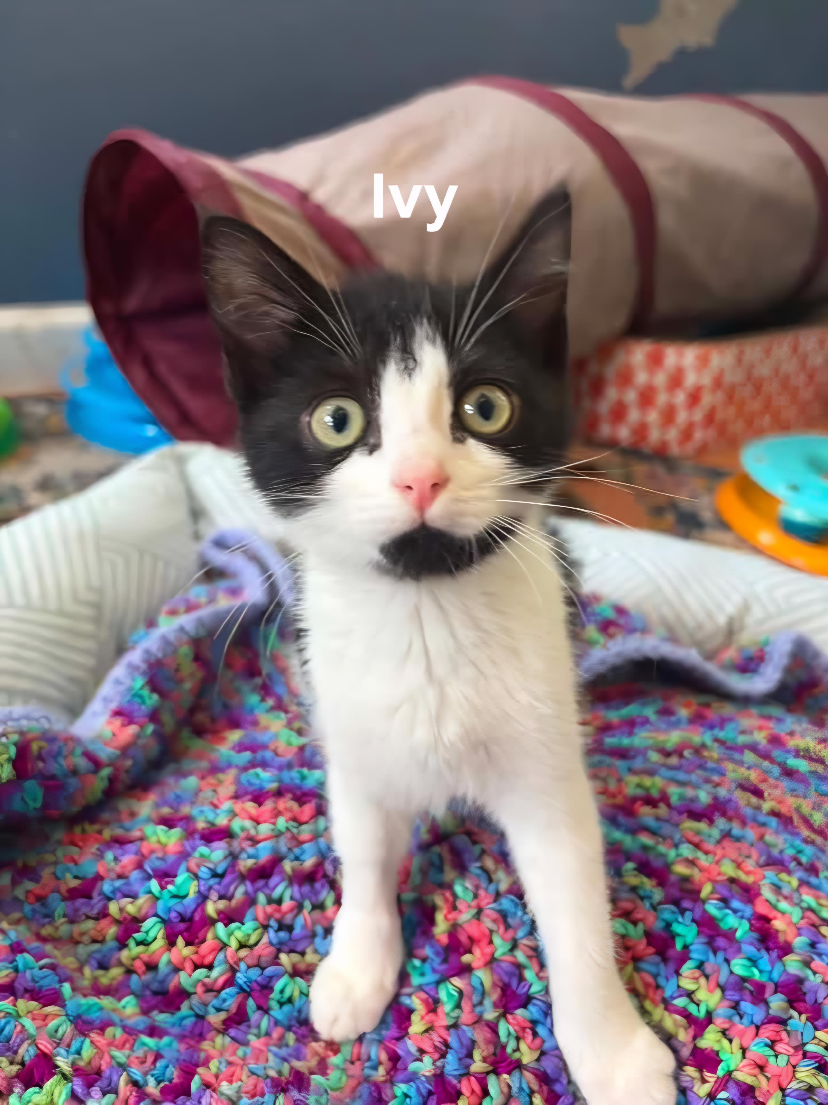 Ivy & Posey, a ADOPTABLE Domestic Short Hair in Chicopee, MA image 3/3