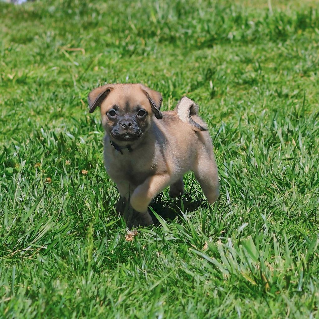 Monkey, adopted, Puppy Male Pug & Spaniel.