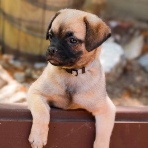 Monkey, an adopted mixed breed in Seal Beach, CA image 2/4