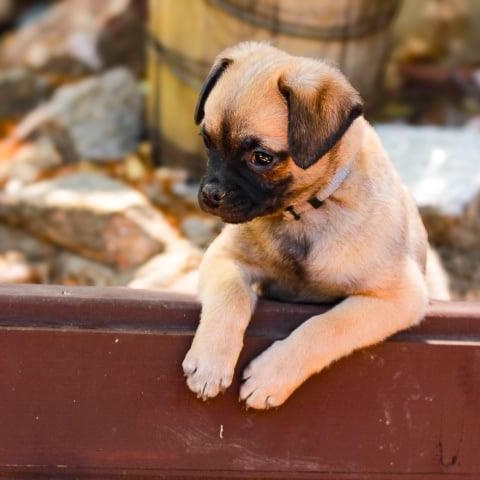 Monkey, an adopted mixed breed in Seal Beach, CA image 4/4