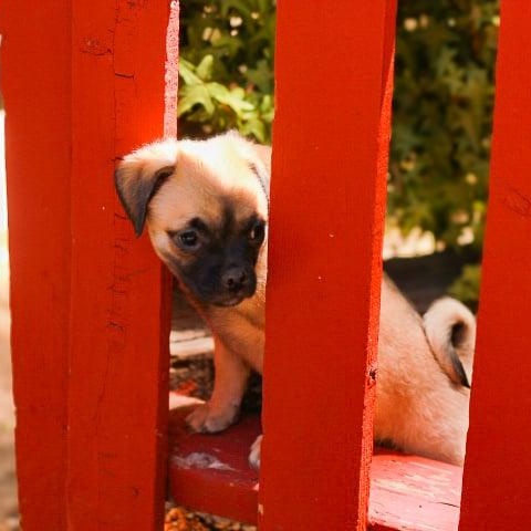 Monkey, an adopted mixed breed in Seal Beach, CA image 3/4